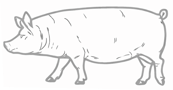 Pig