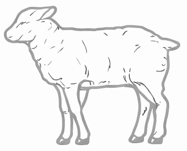 Sheep